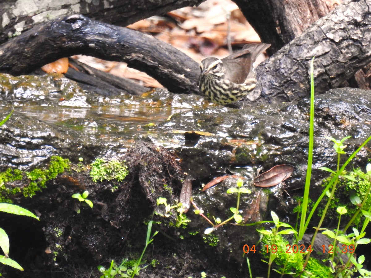 Northern Waterthrush - ML618760274