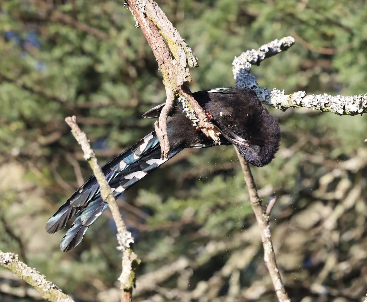 Green Woodhoopoe - ML618760278