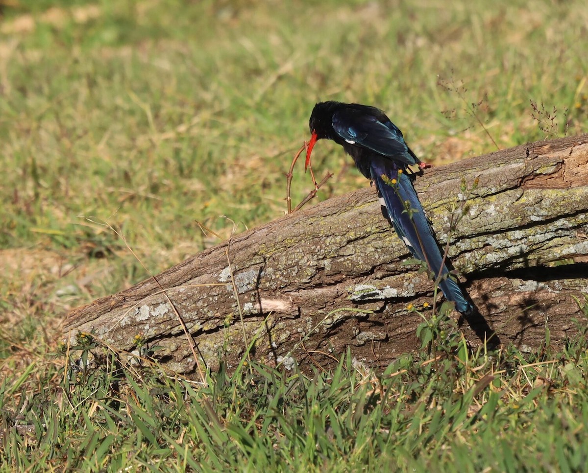 Green Woodhoopoe - ML618760280