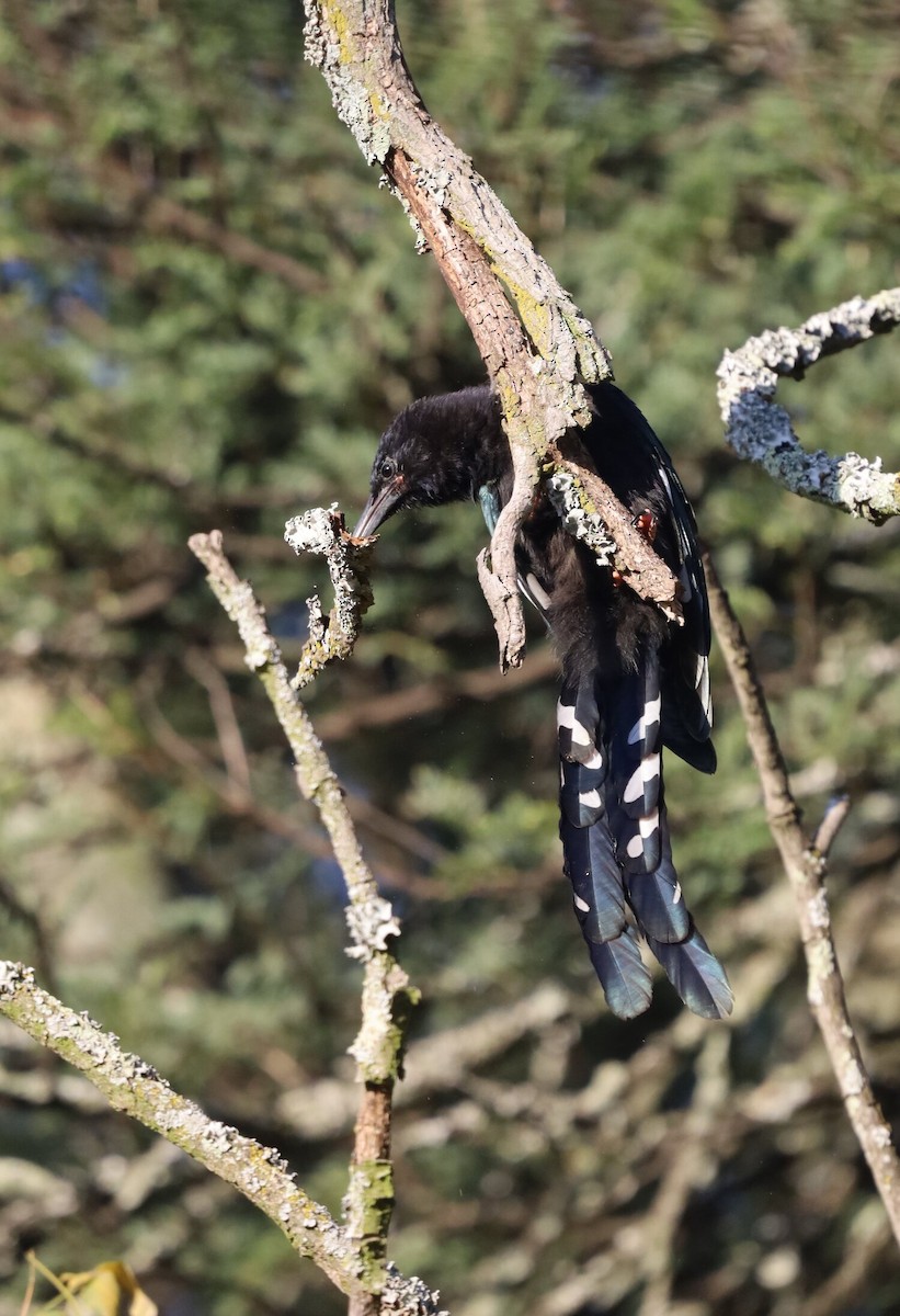 Green Woodhoopoe - ML618760281