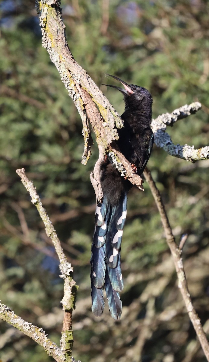 Green Woodhoopoe - ML618760282