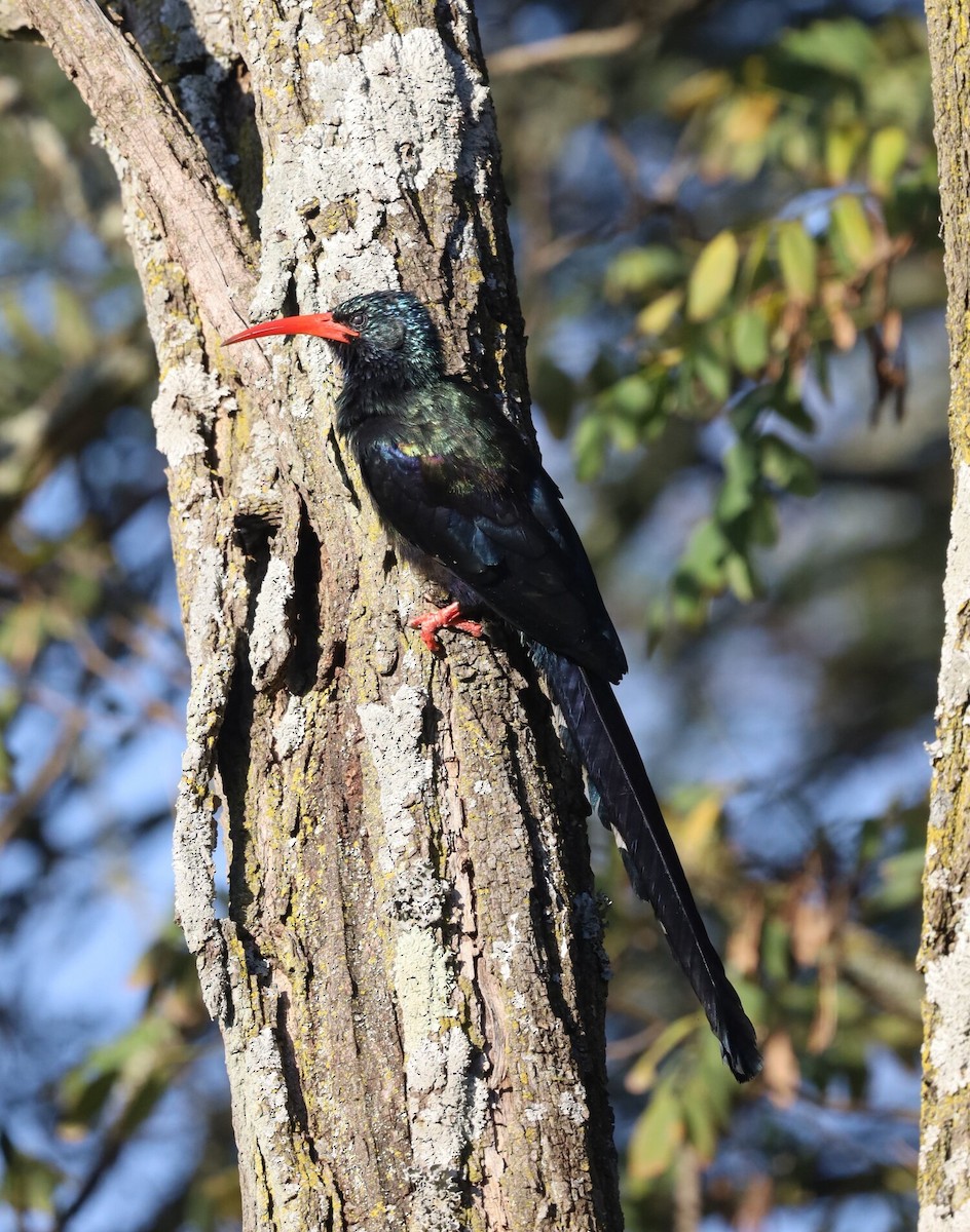 Green Woodhoopoe - ML618760283