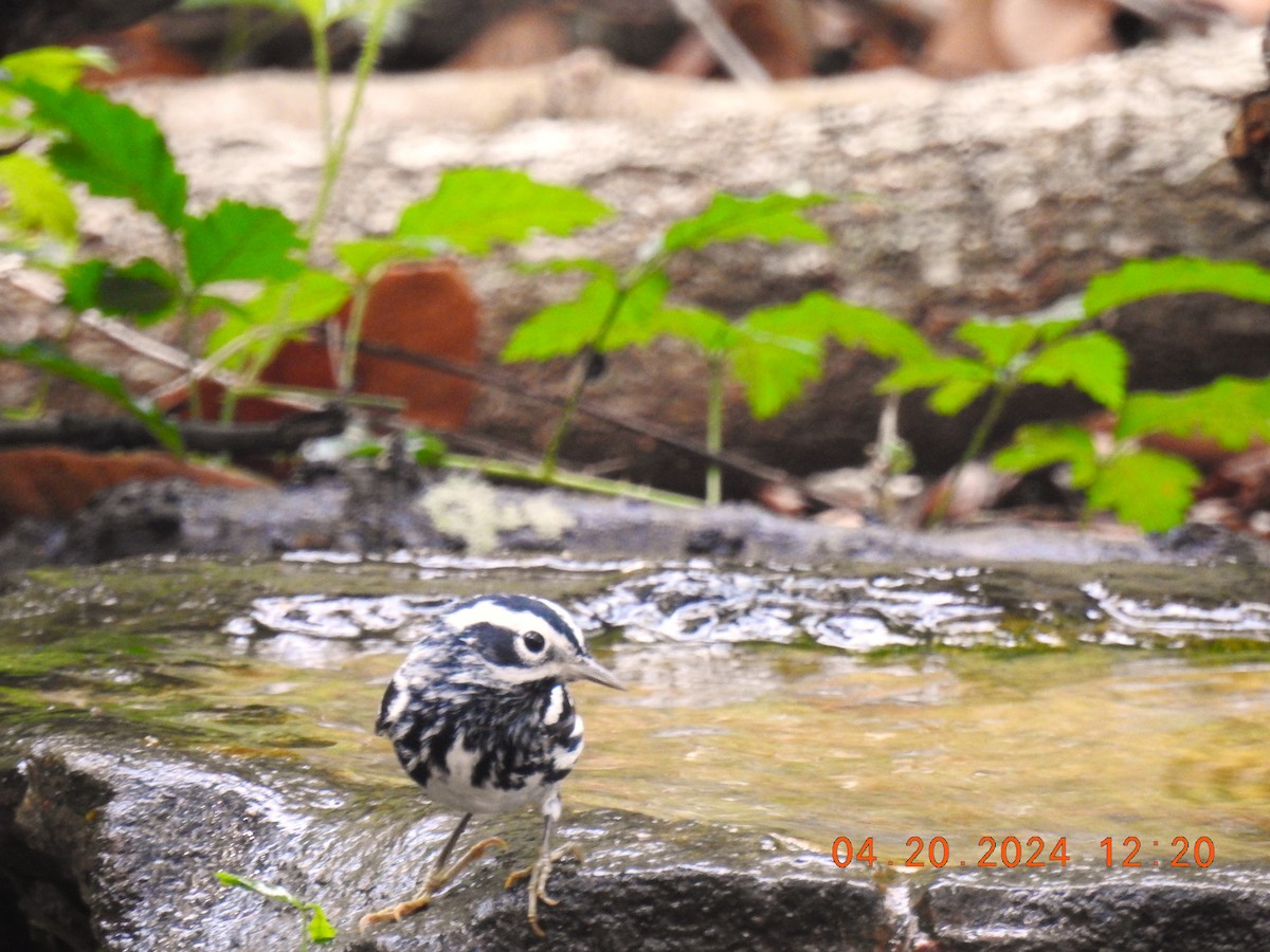 Black-and-white Warbler - ML618760285