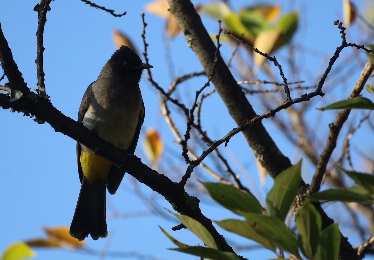 Common Bulbul - ML618760286