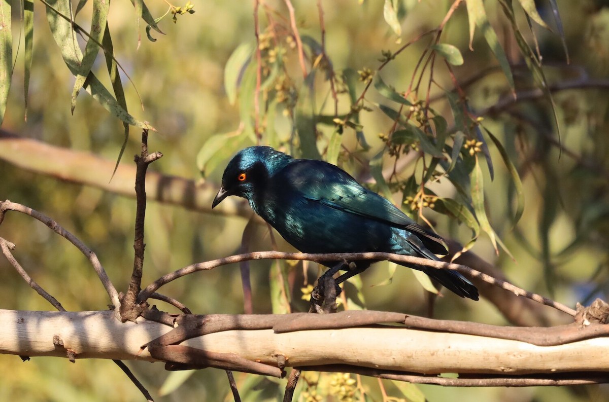 Cape Starling - Paul Hoekman