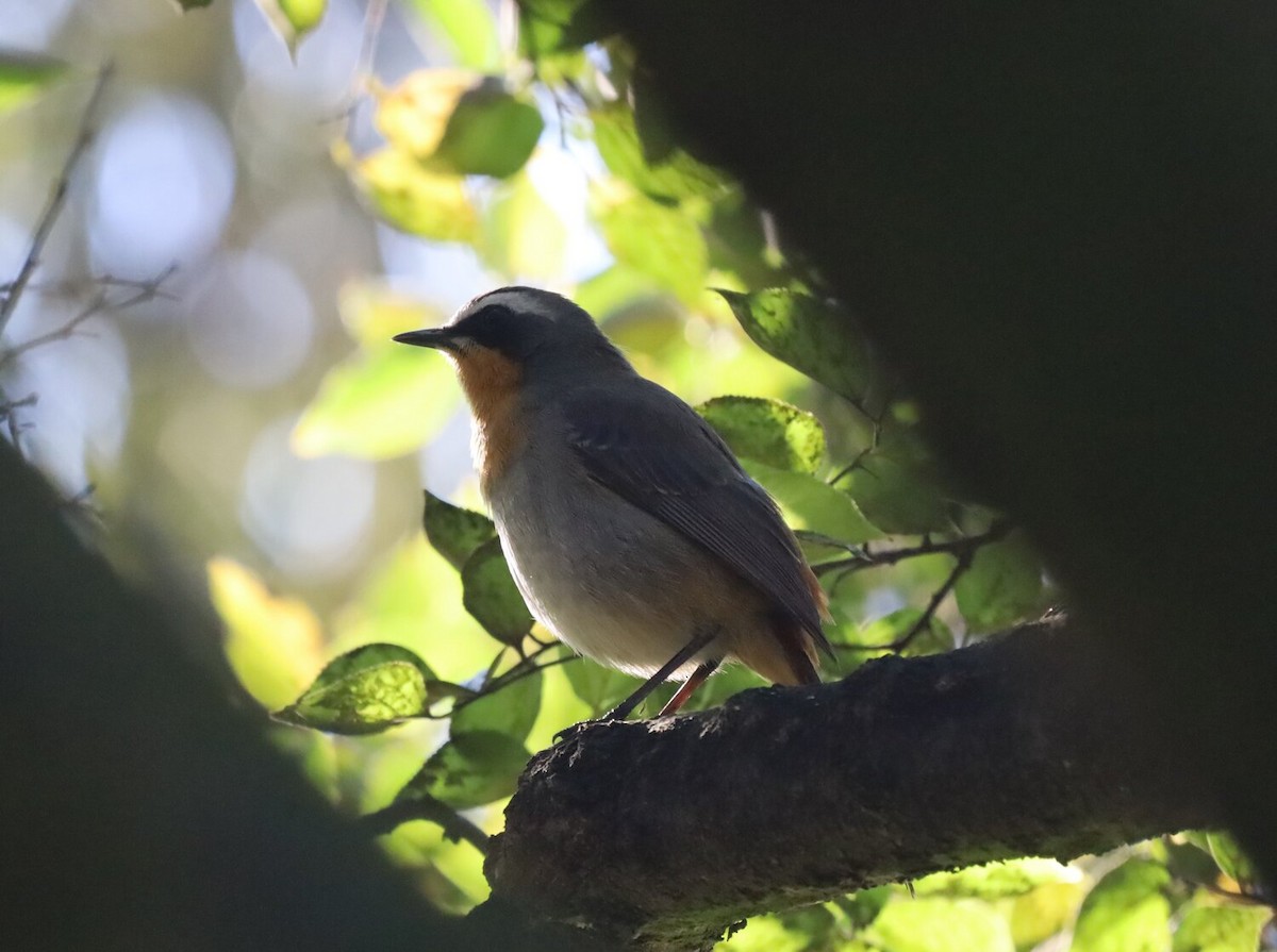 Cape Robin-Chat - ML618760293