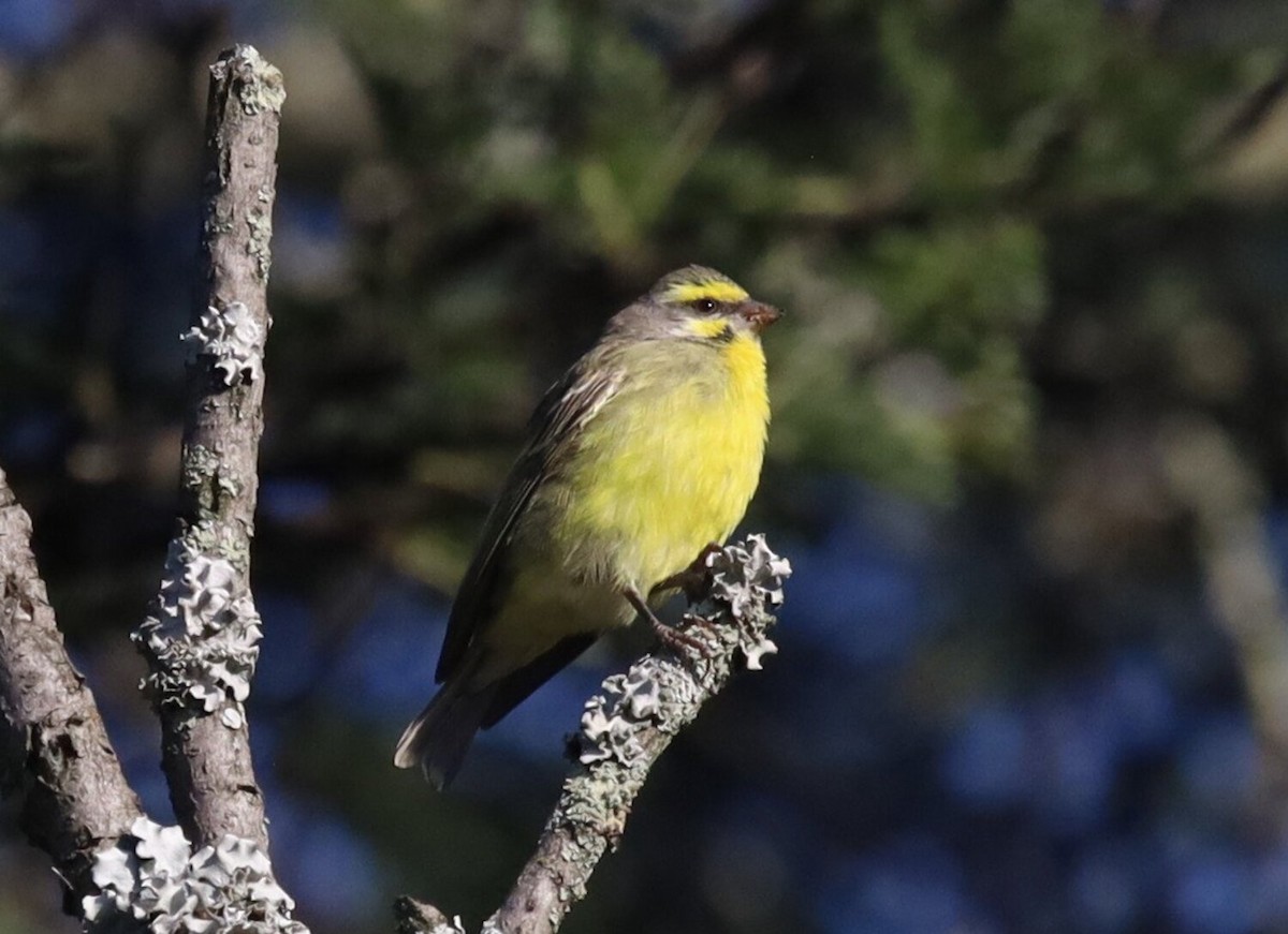 Yellow-fronted Canary - Paul Hoekman