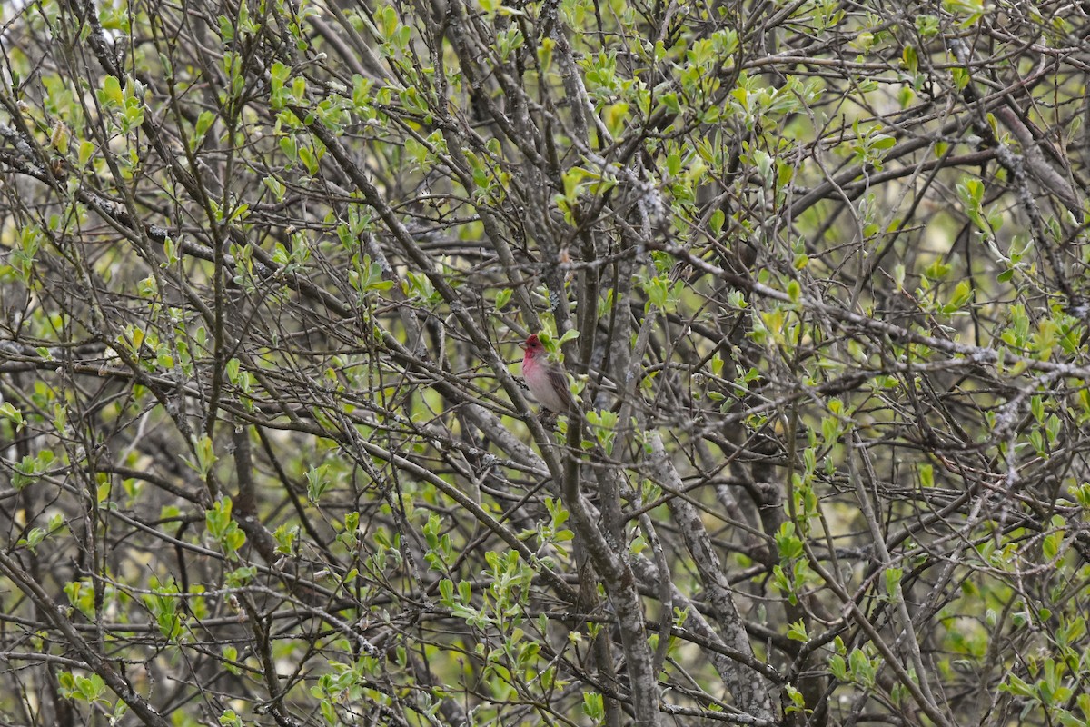 Common Rosefinch - ML618760303