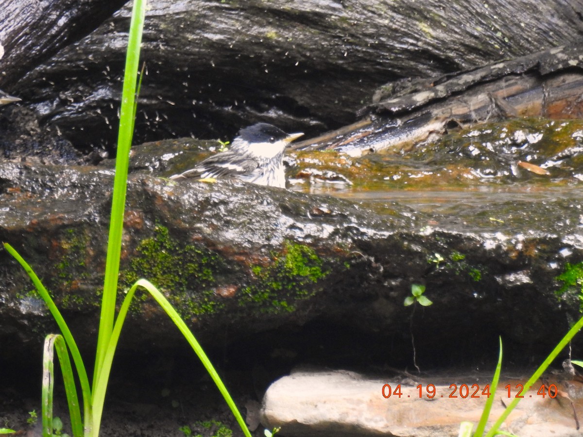 Blackpoll Warbler - ML618760307