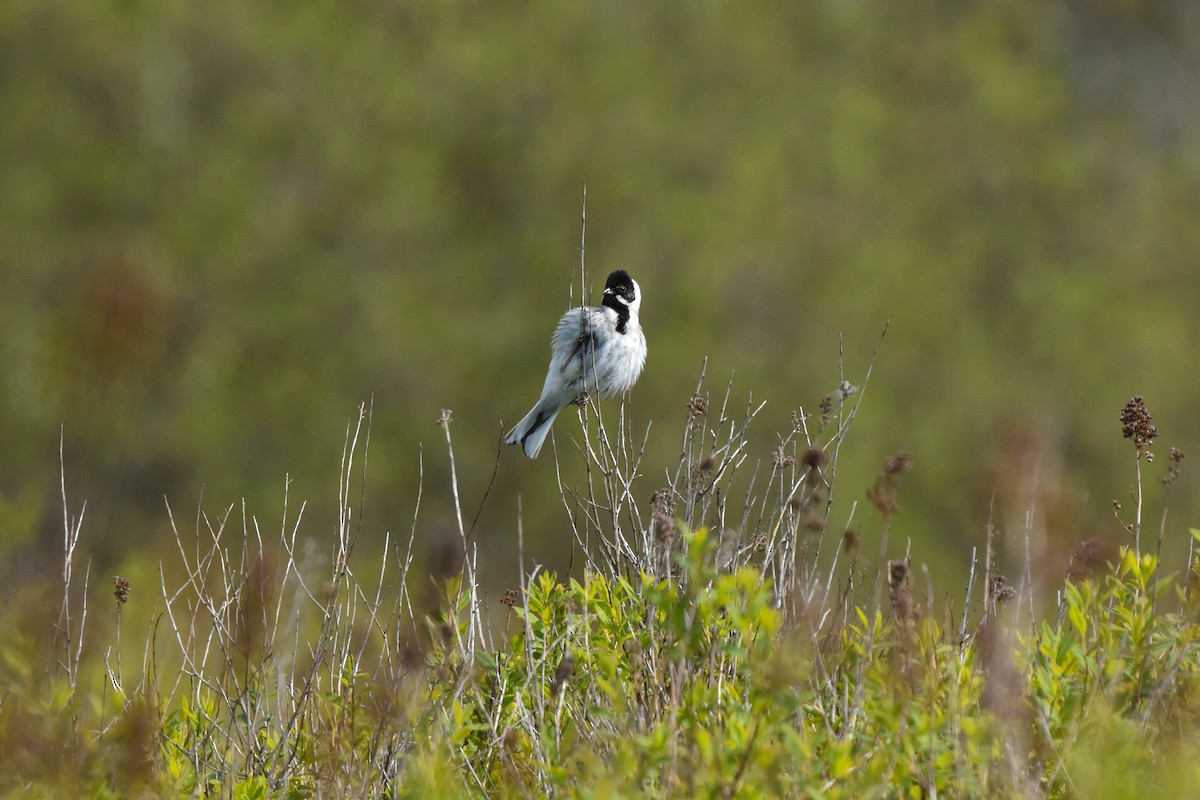 Reed Bunting - ML618760311