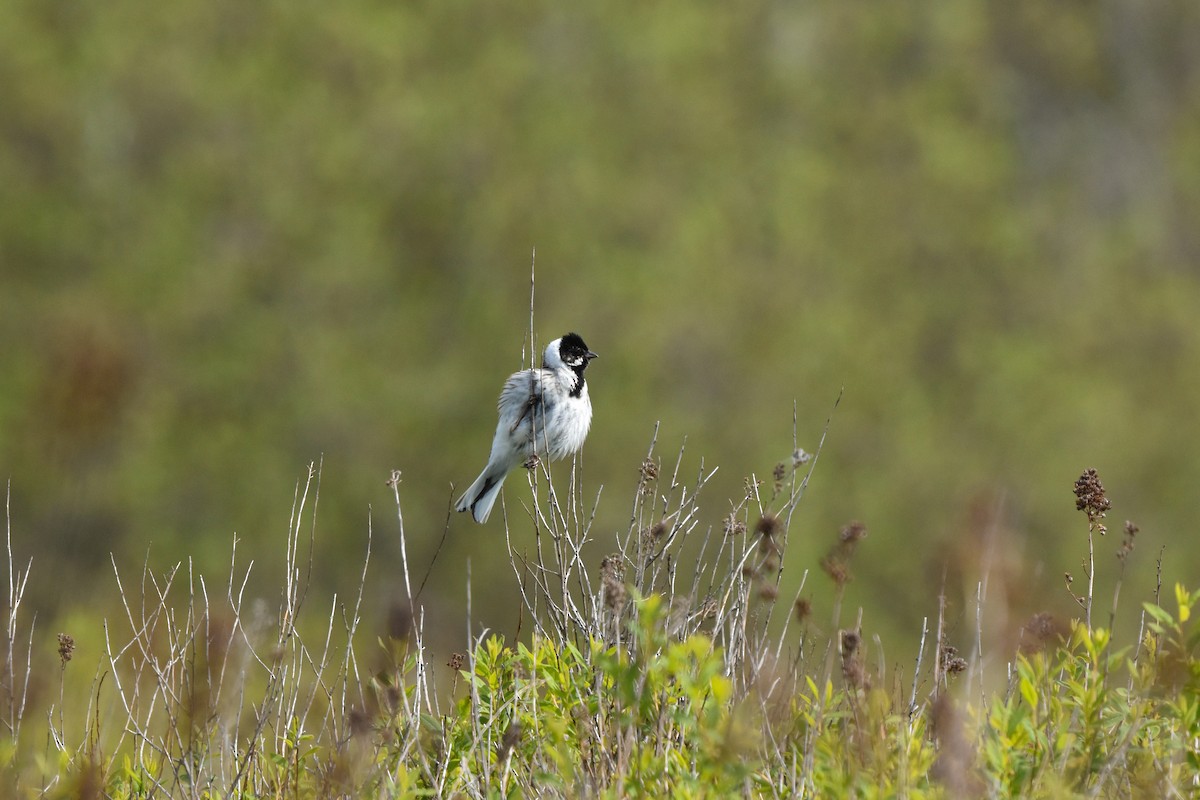 Reed Bunting - Šimon Červený