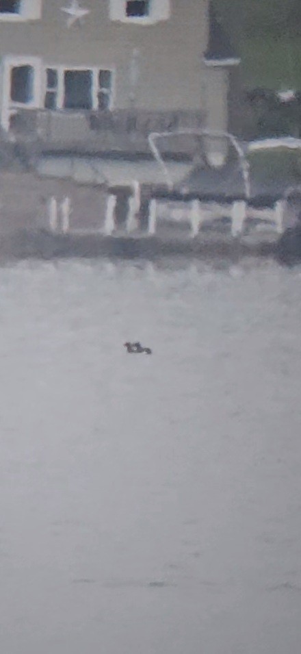 White-winged Scoter - Jonathan  Pierce