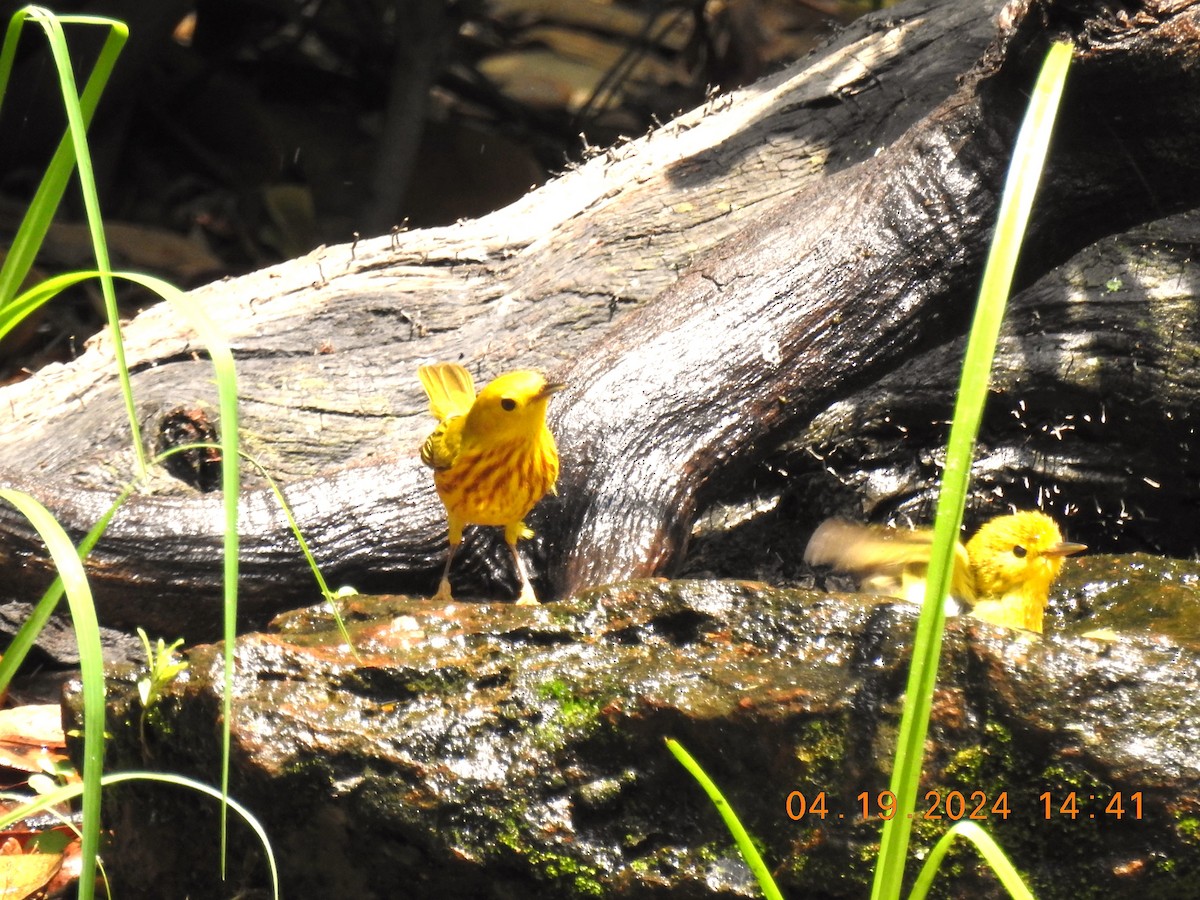 Yellow Warbler - ML618760318