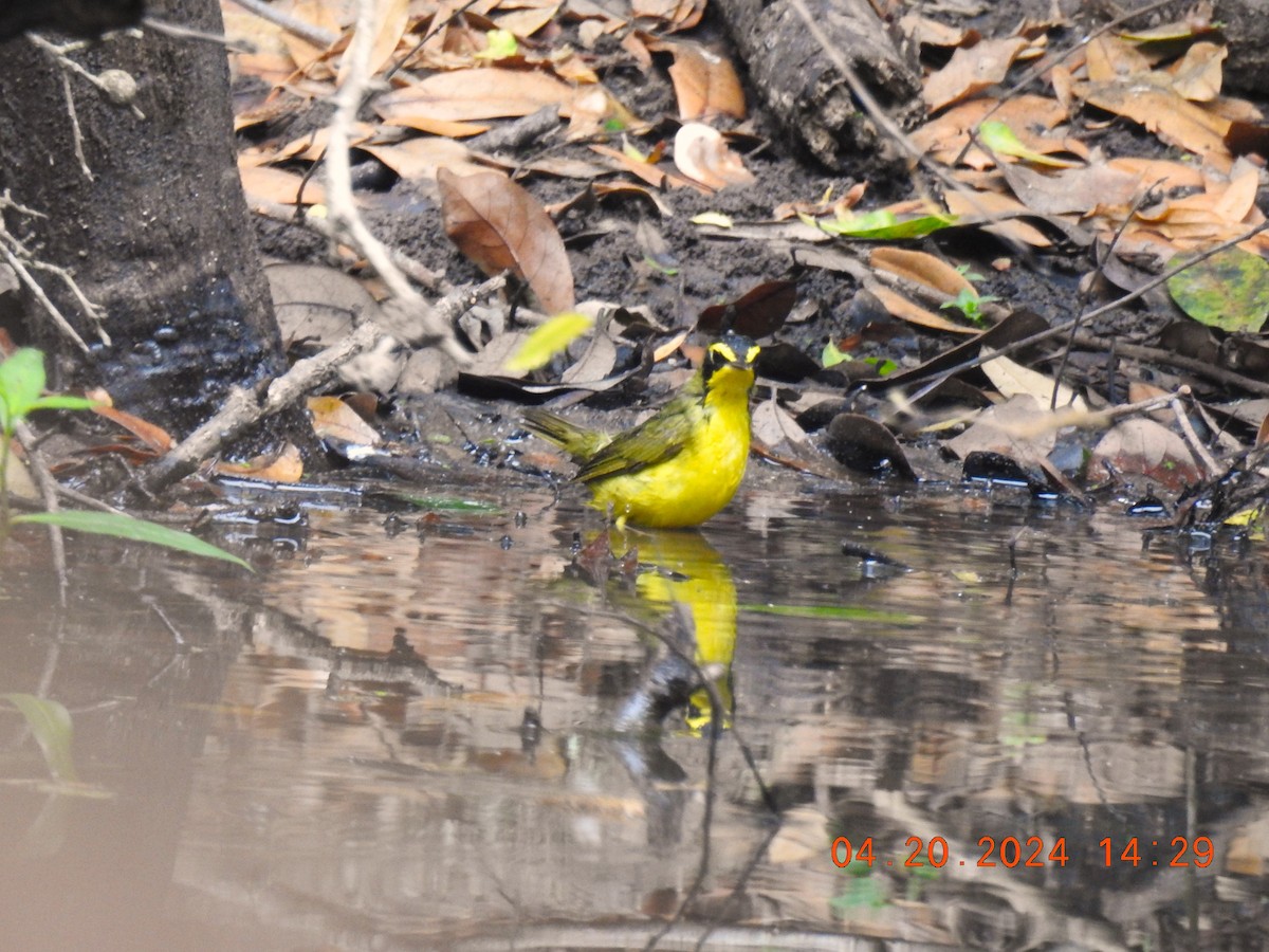 Kentucky Warbler - ML618760331