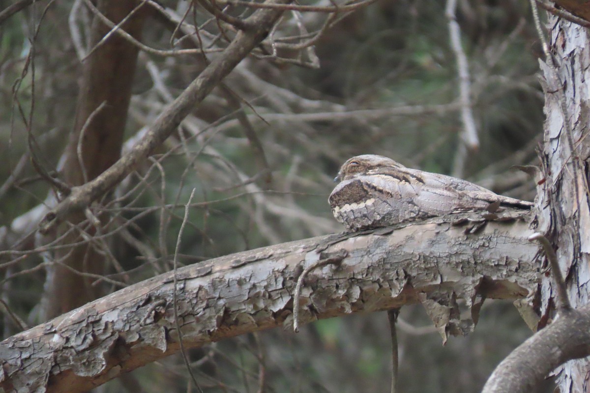 Eurasian Nightjar - ML618760337