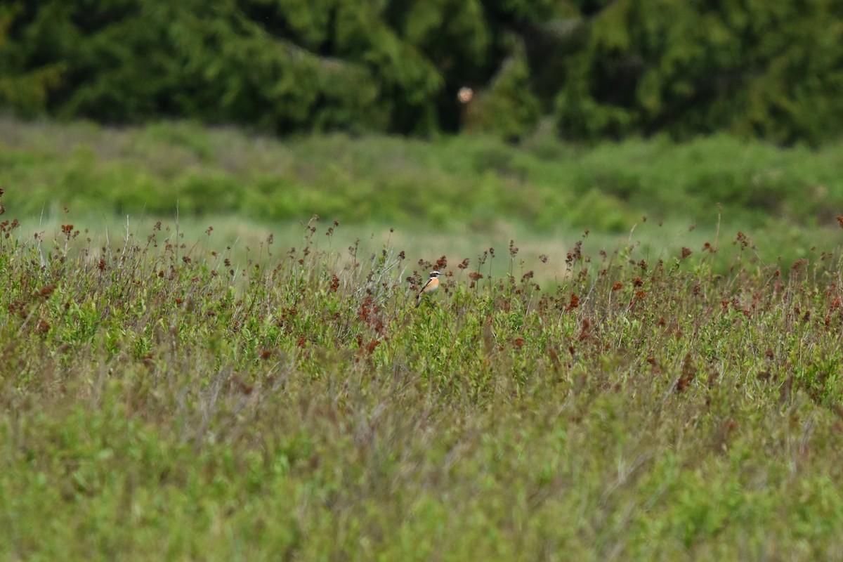 Whinchat - ML618760341