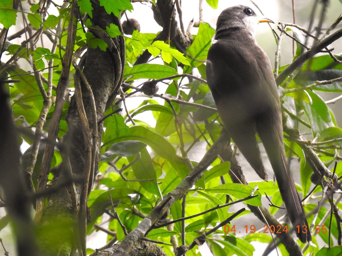 Yellow-billed Cuckoo - ML618760349