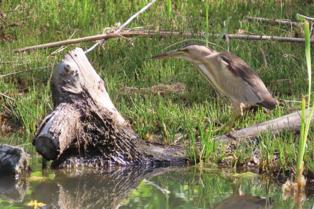 Little Bittern - ML618760357