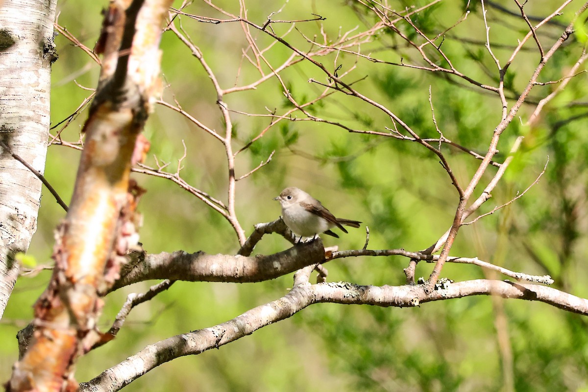 Asian Brown Flycatcher - ML618760363