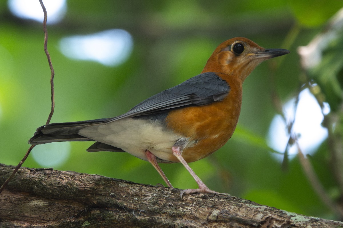 Orange-headed Thrush (Plain-winged) - ML618760370