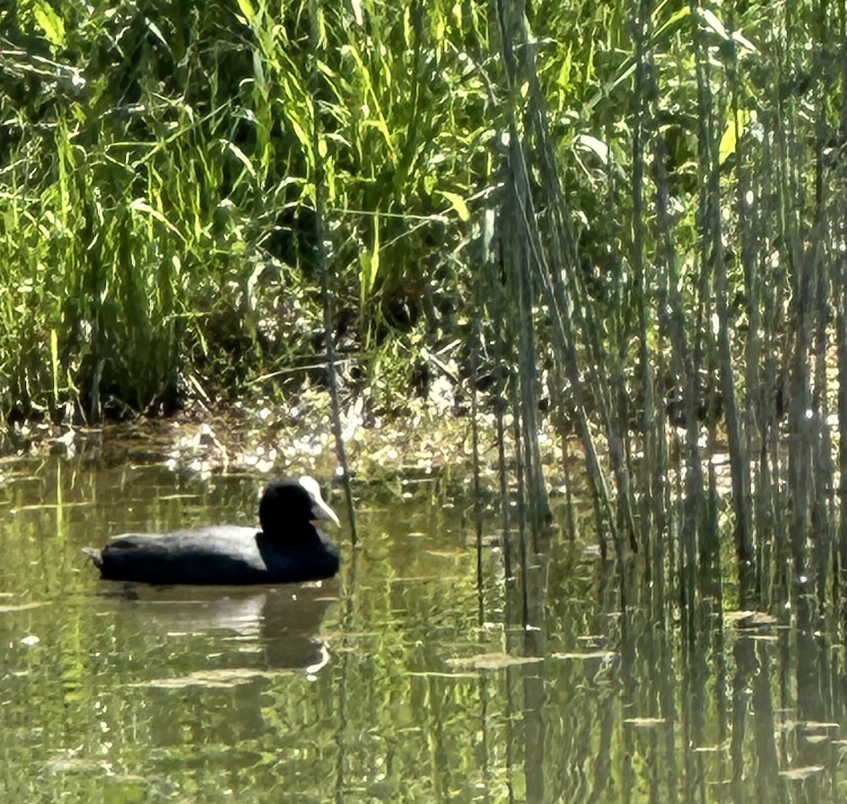 Eurasian Coot - ML618760380