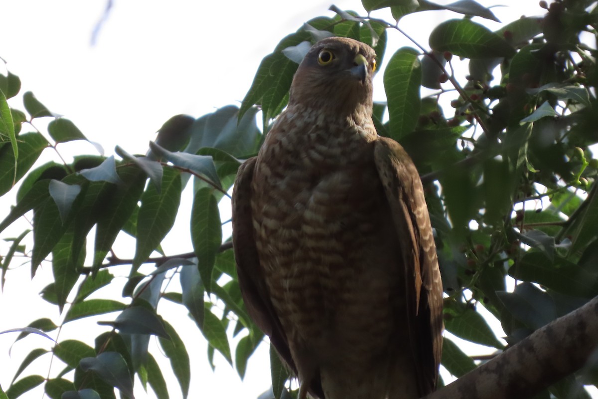 Eurasian Sparrowhawk - ML618760384