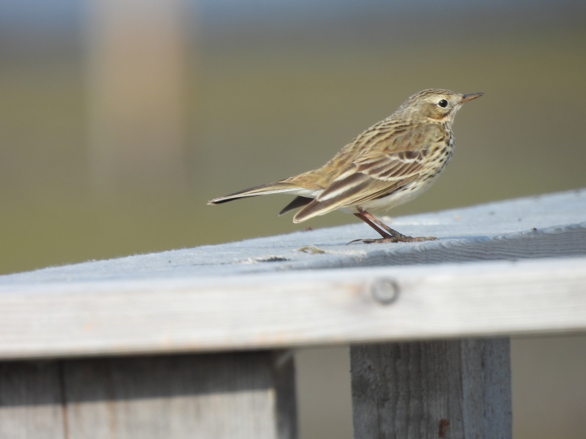 Tree Pipit - ML618760403