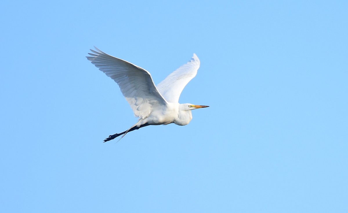 Great Egret - ML618760430