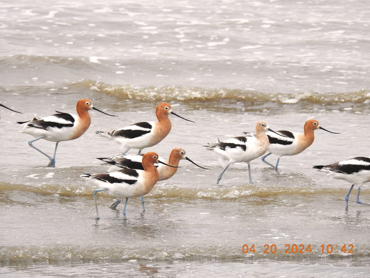 American Avocet - ML618760436