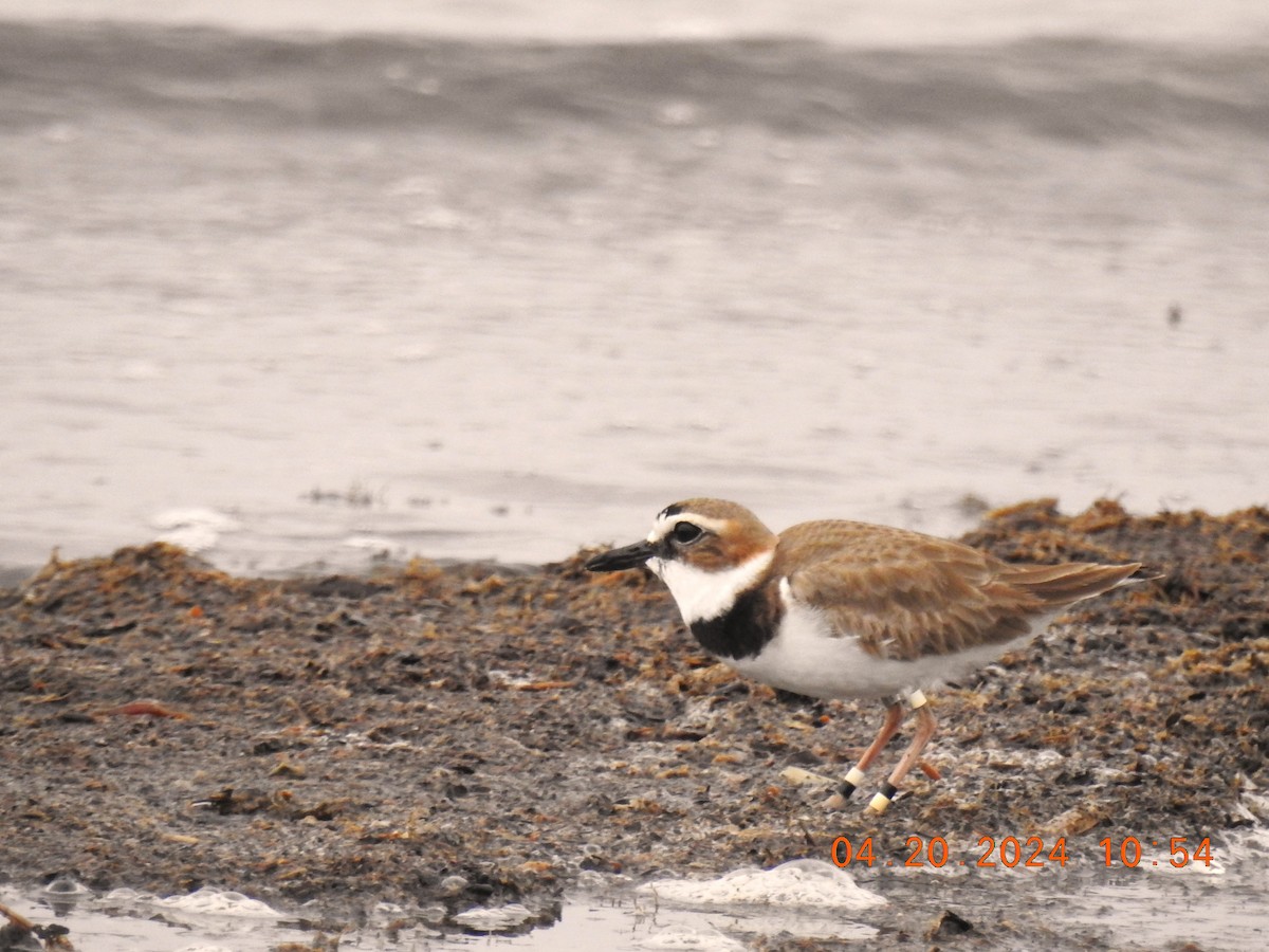 Wilson's Plover - ML618760440