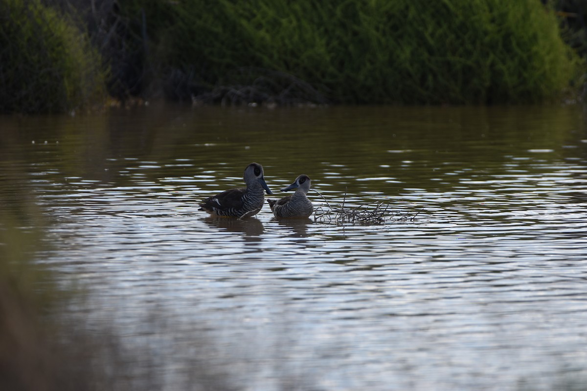 Pink-eared Duck - ML618760452