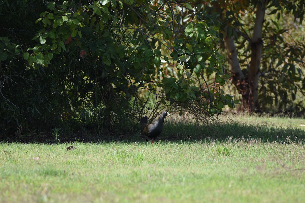 Black-tailed Nativehen - ML618760464