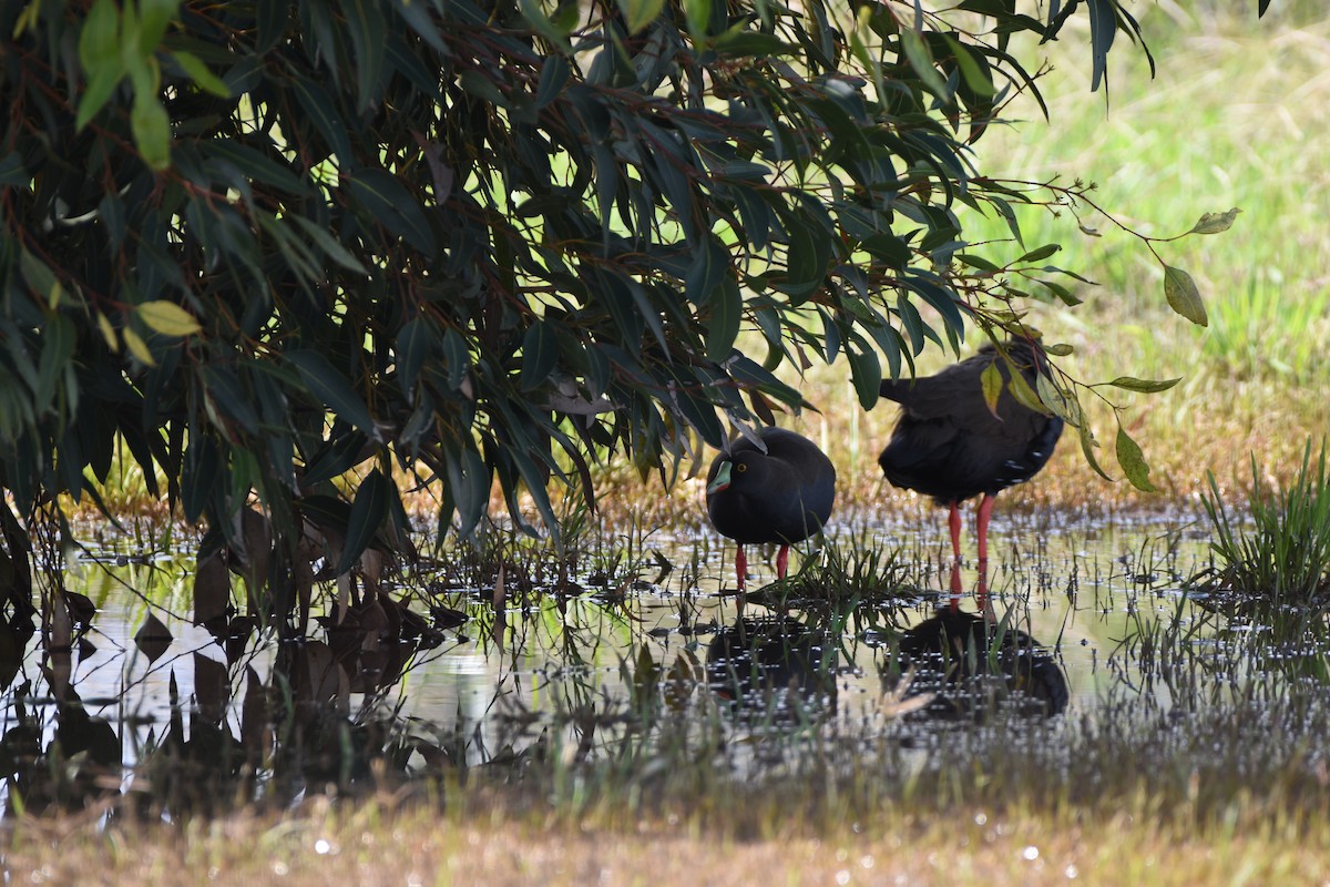 Gallinule aborigène - ML618760465