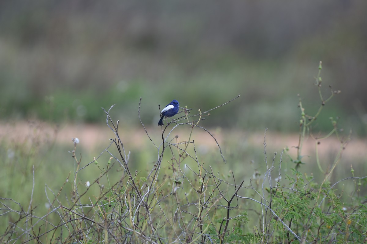 White-winged Fairywren - ML618760477