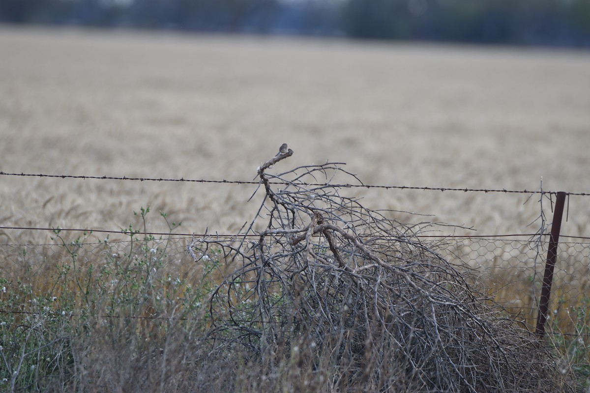 White-winged Fairywren - ML618760478