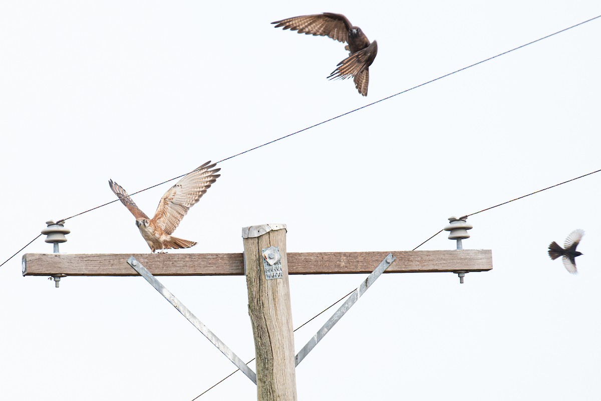 Brown Falcon - ML618760479