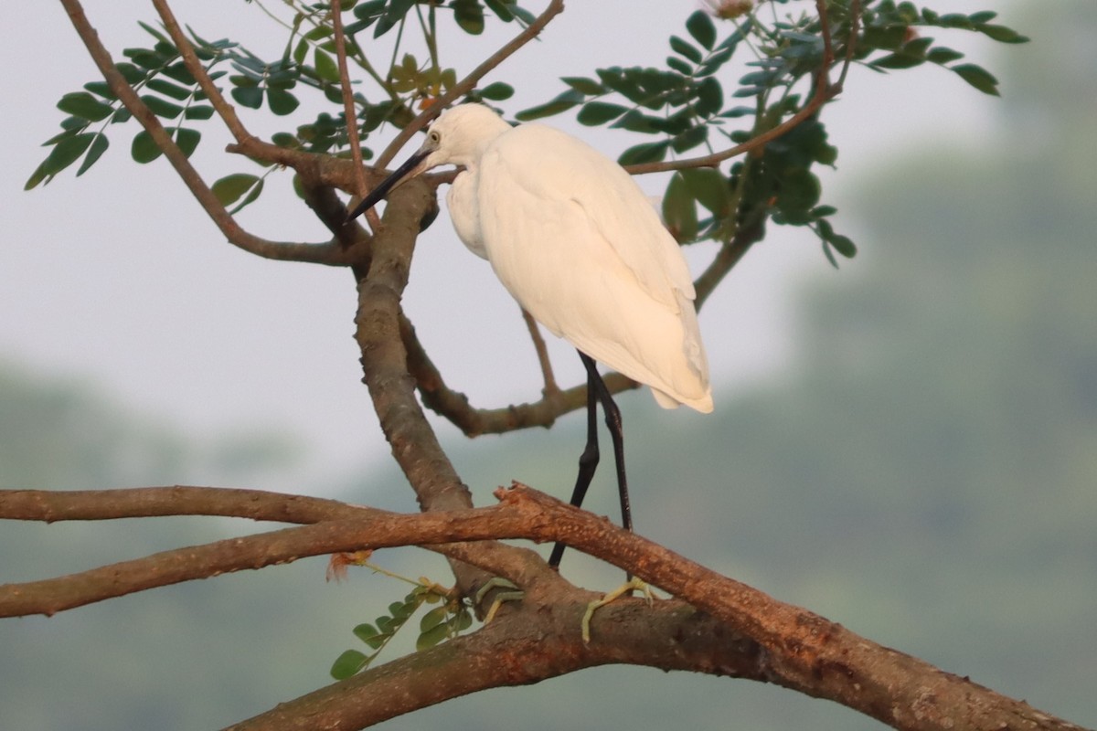 Little Egret - ML618760480