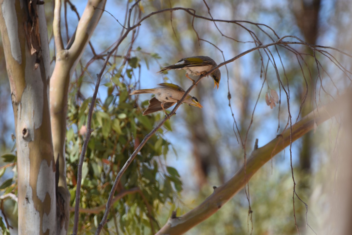 Yellow-throated Miner - ML618760492