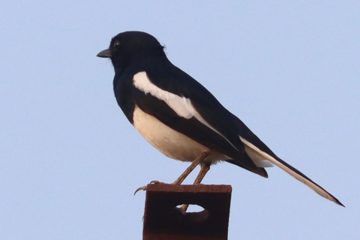 Oriental Magpie-Robin - ML618760512