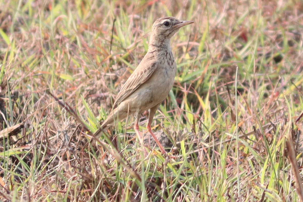 Paddyfield Pipit - ML618760525