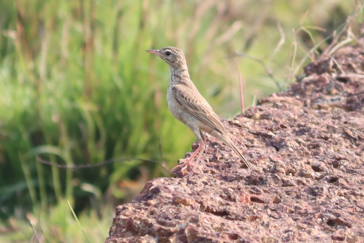 Paddyfield Pipit - ML618760528