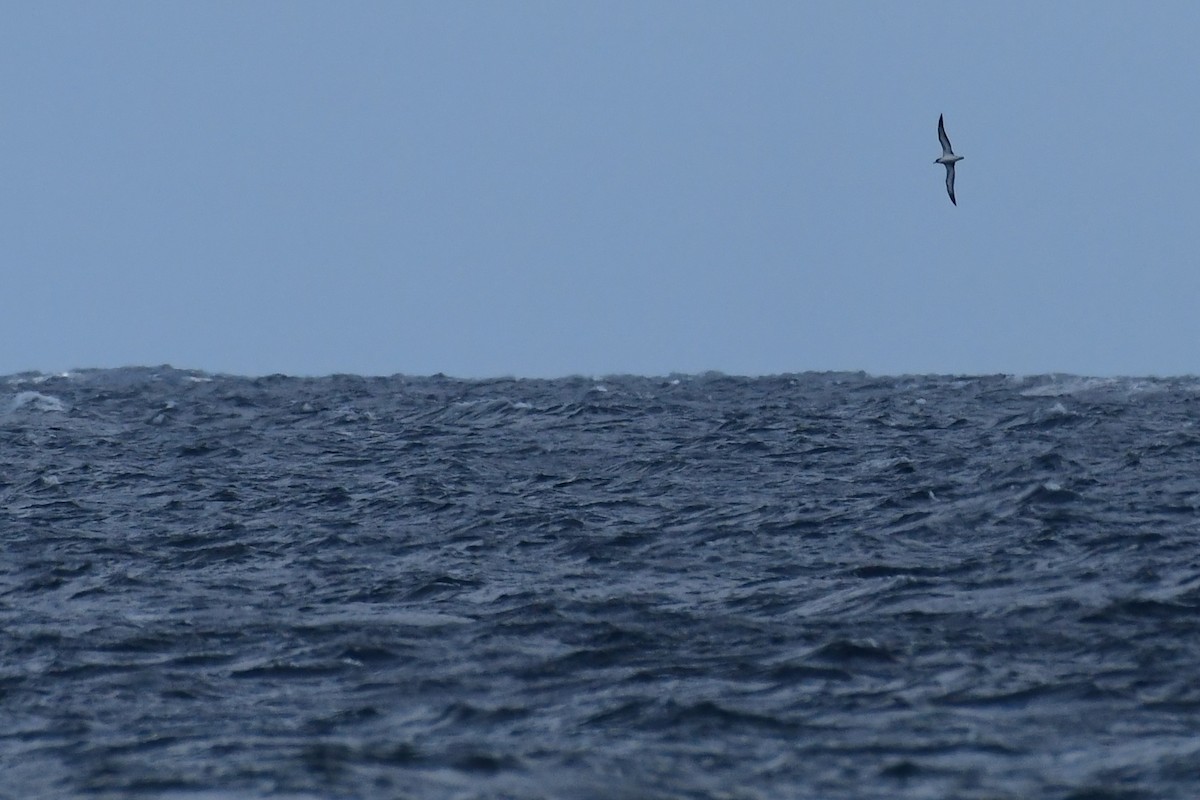 Cory's Shearwater - Igor Długosz