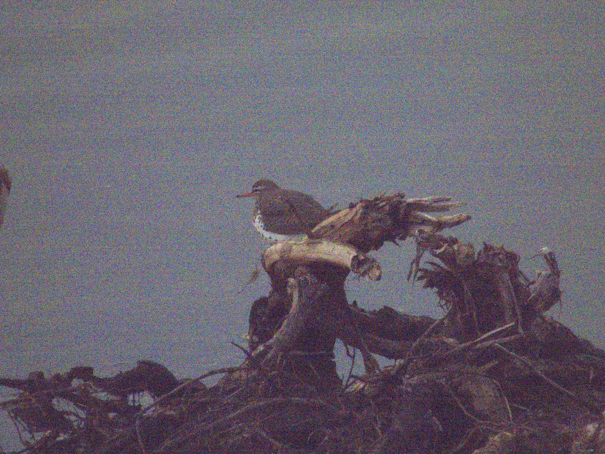 Spotted Sandpiper - Vince Hiebert