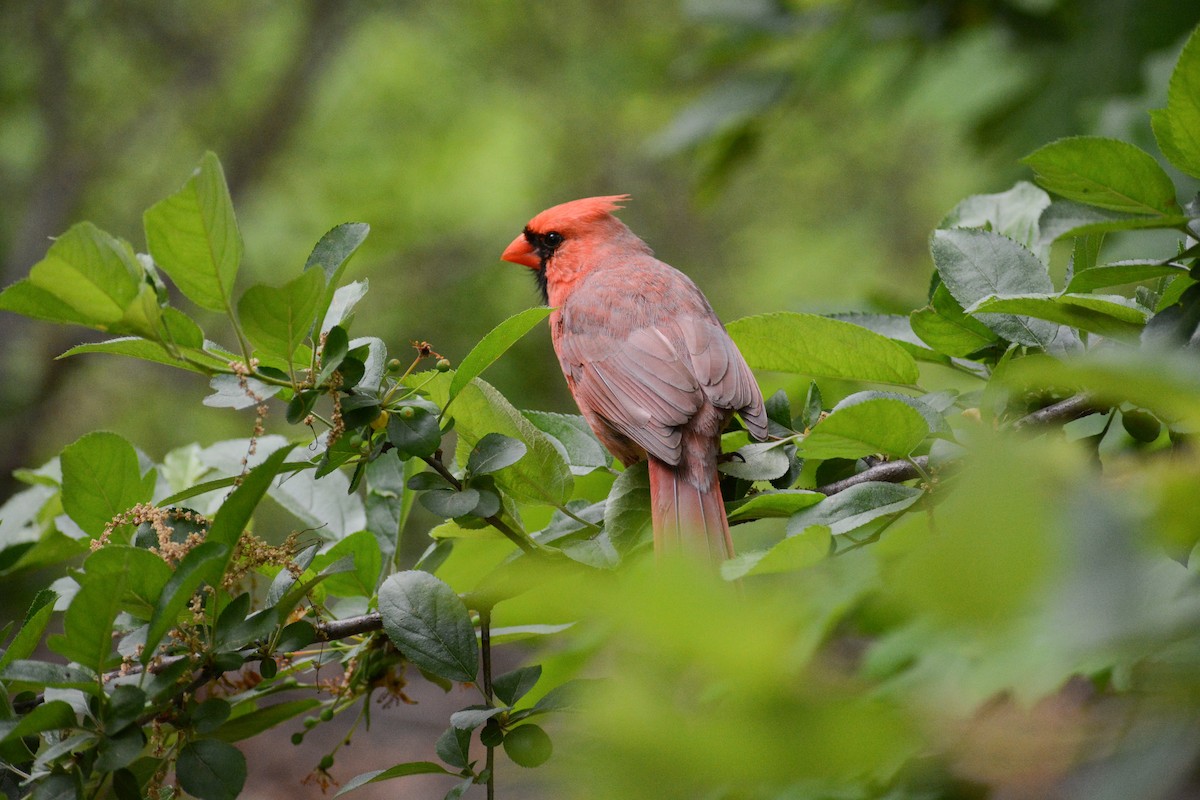 Northern Cardinal (Common) - David Jeffrey Ringer