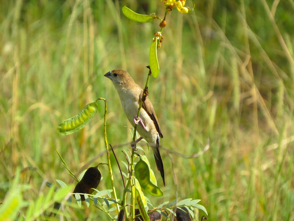 Indian Silverbill - ML618760607