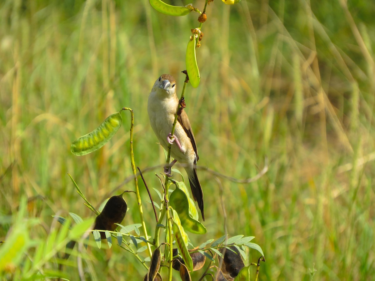 Indian Silverbill - ML618760608