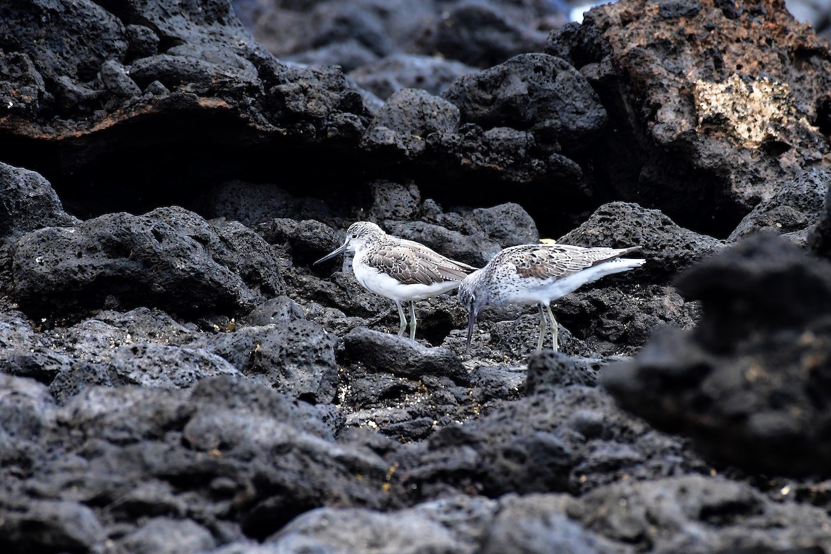 Common Greenshank - Igor Długosz