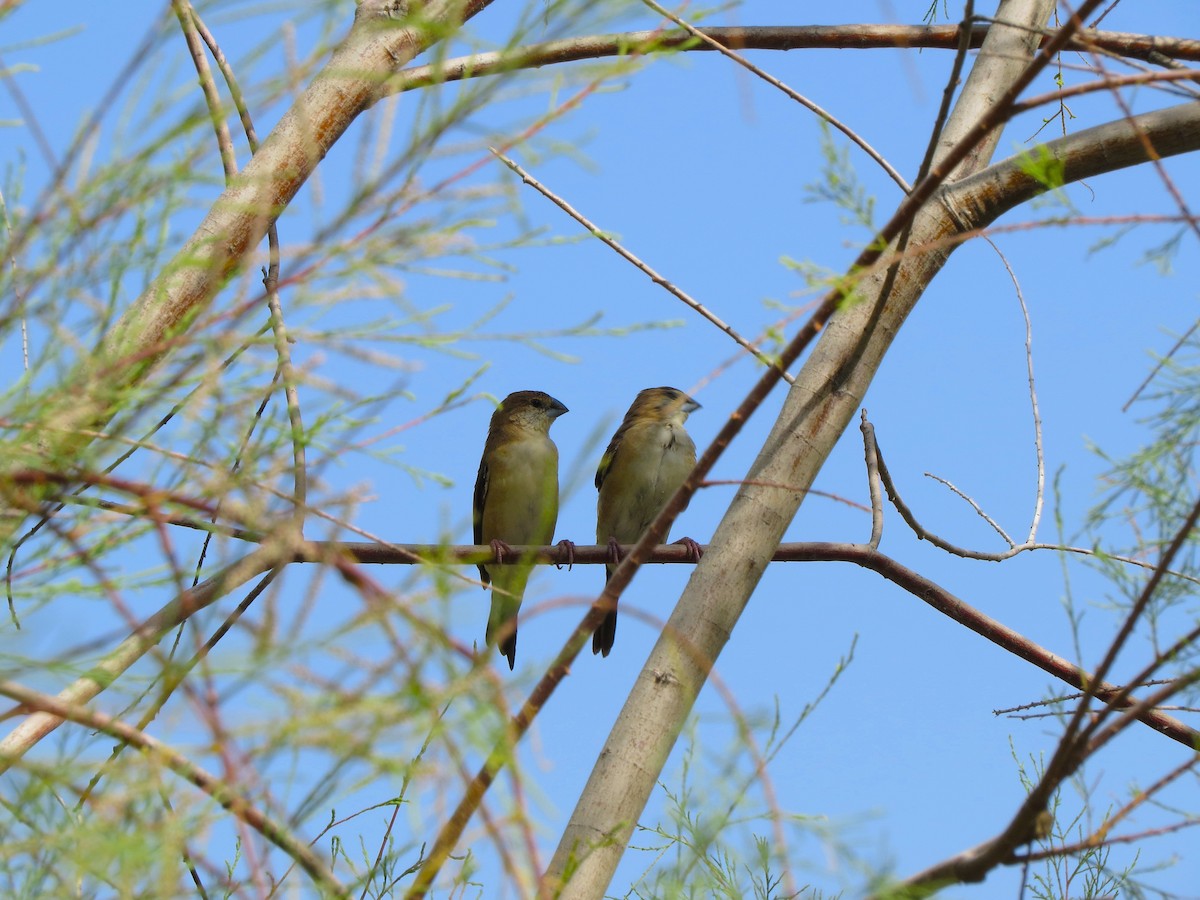 Indian Silverbill - ML618760632