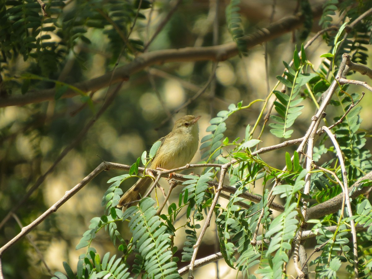 Delicate Prinia - ML618760670