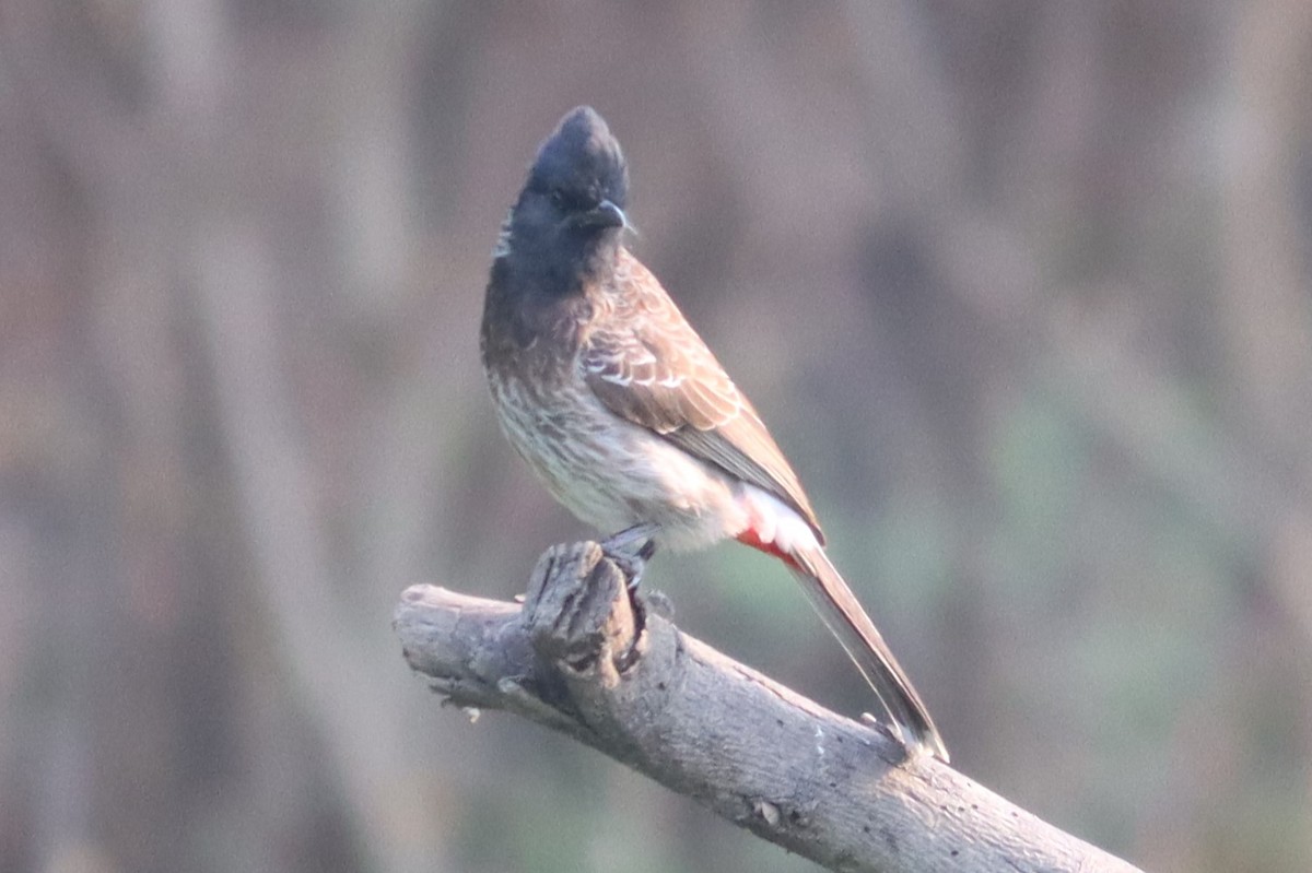 Bulbul à ventre rouge - ML618760682